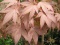 Acer palmatum 'Oshi Beni'.JPG